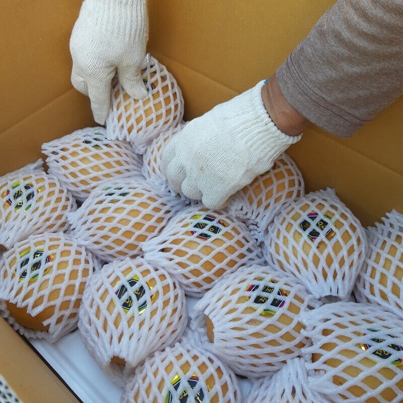 맞이터농원,양양의 밤하늘이 키워낸 달콤한 낙산배