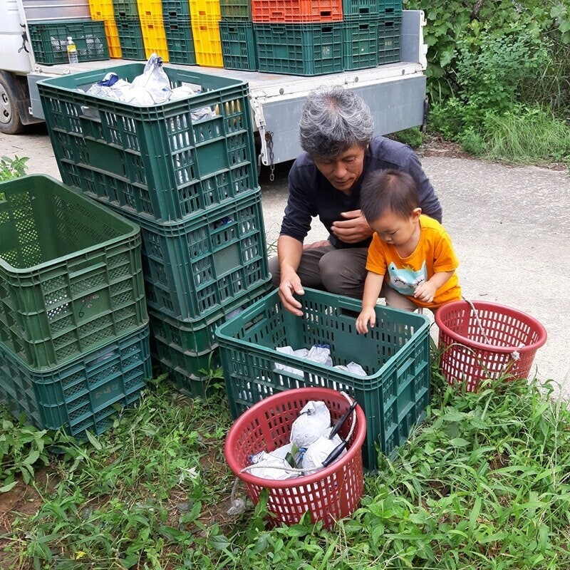 맞이터농원,양양의 밤하늘이 키워낸 달콤한 낙산배