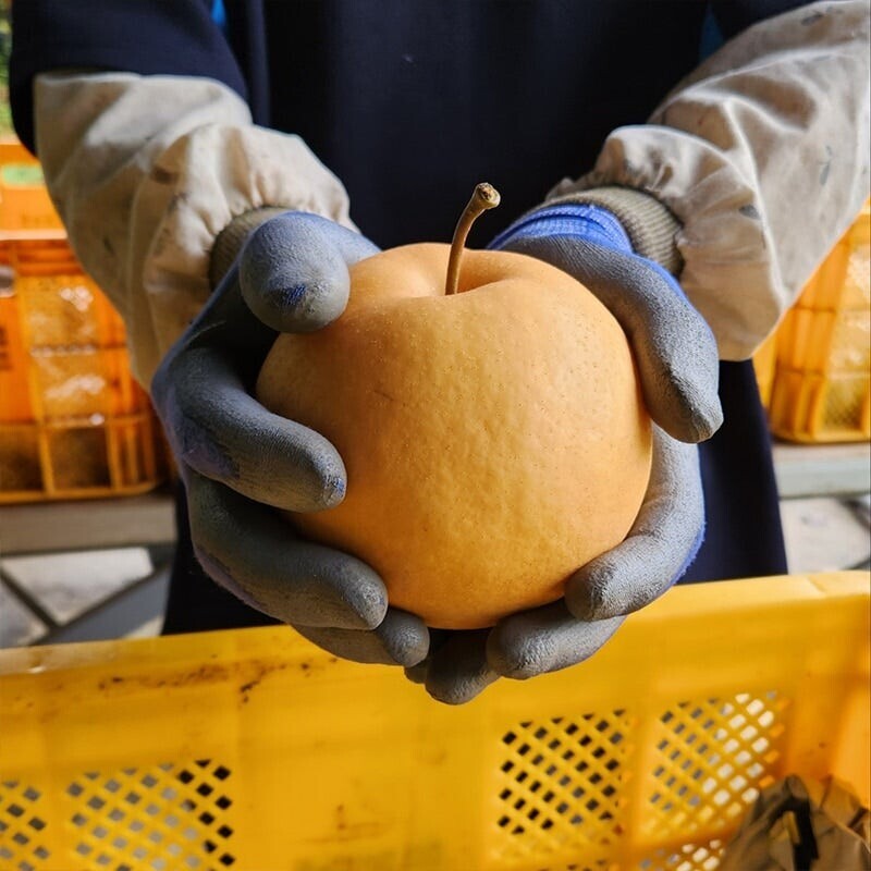 맞이터농원,양양의 밤하늘이 키워낸 달콤한 낙산배