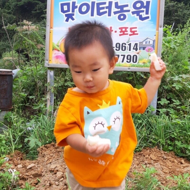 맞이터농원,양양의 밤하늘이 키워낸 달콤한 낙산배