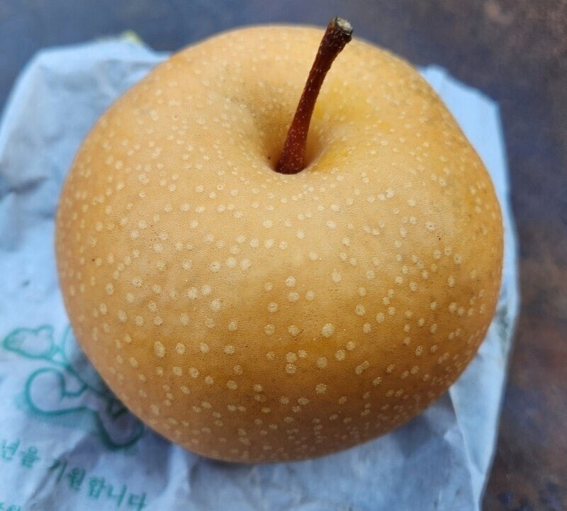 맞이터농원,양양의 밤하늘이 키워낸 달콤한 낙산배